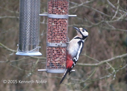 great spotted woodpeck (Dendrocopos major) Kenneth Noble